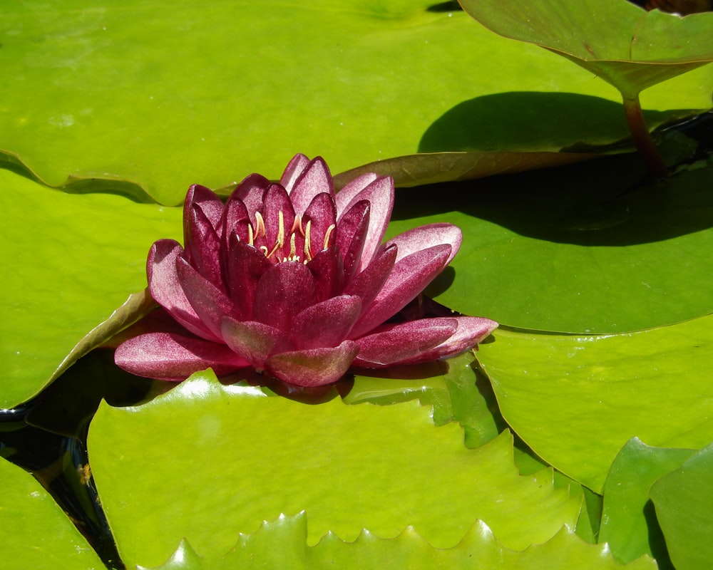 pink lotus flower on water