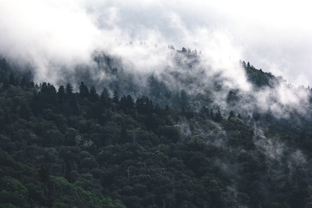 green trees surrounded by fogs