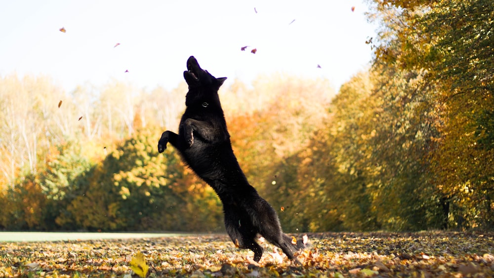 wolf jumping on leaves surrounded by trees