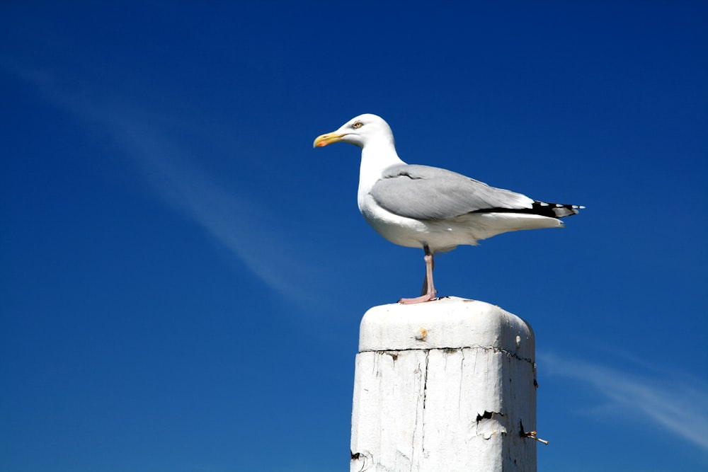 white herrin gul on white post at daytime