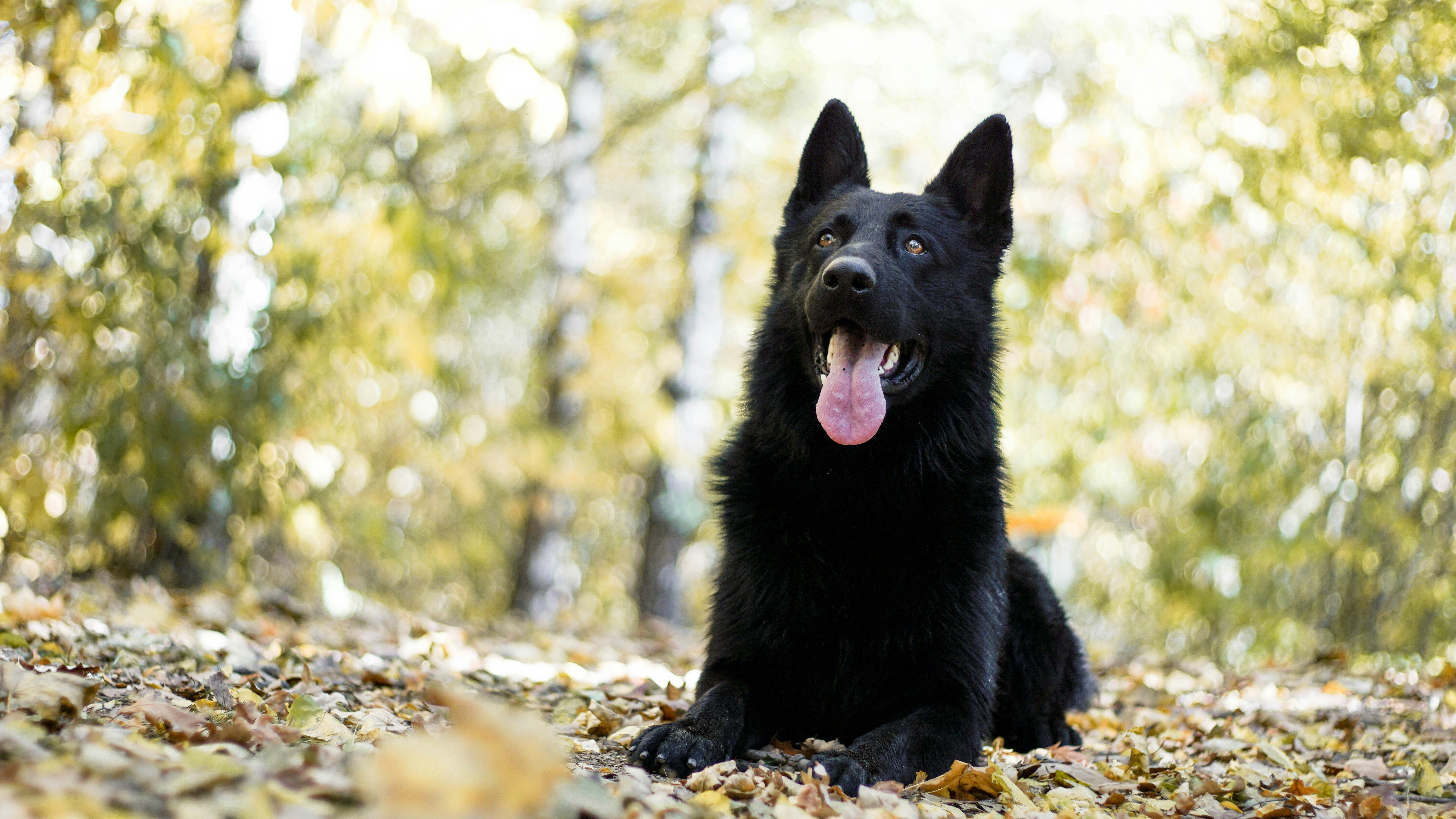adult solid black German shepherd on focus photography
