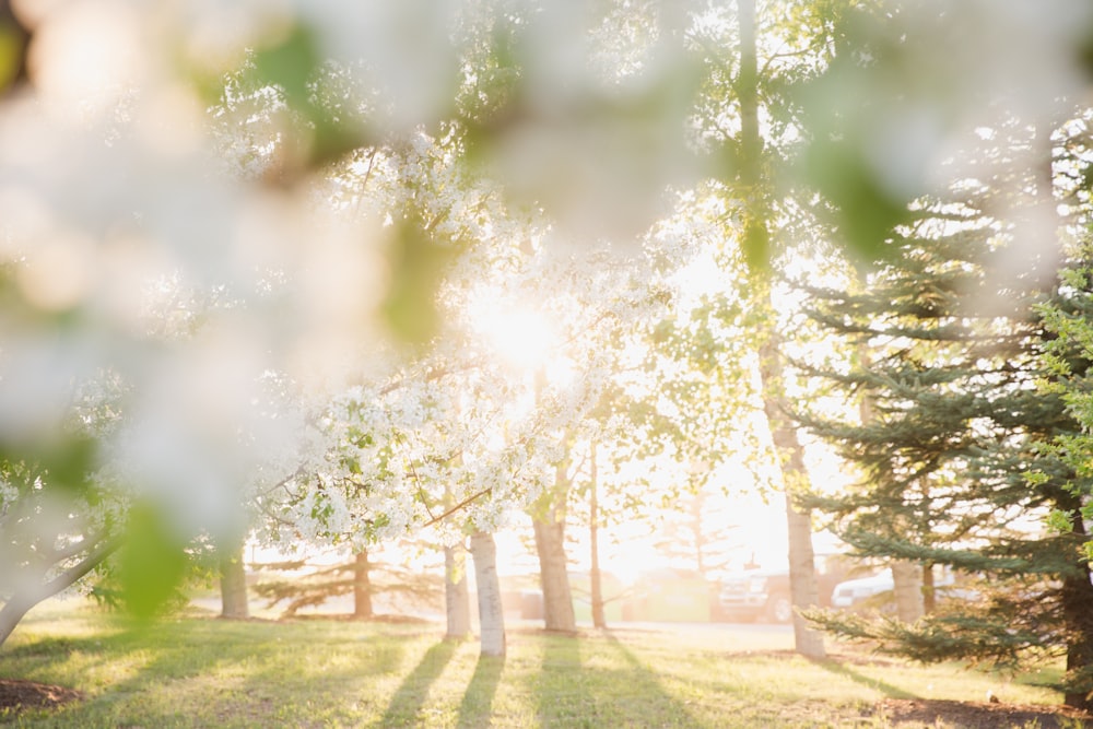 Bookeh fotografia di alberi con sfondo di luce solare