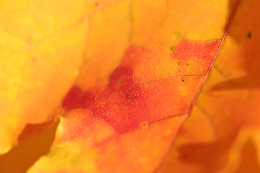 orange leaf