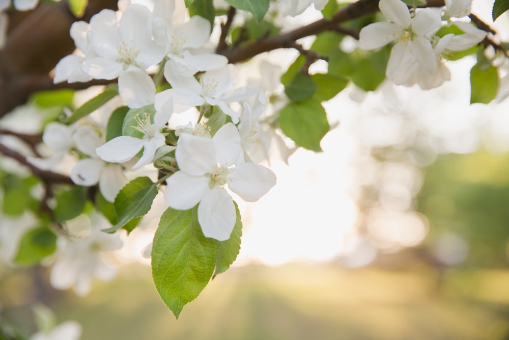 white 5-petaled flowers on macro shot