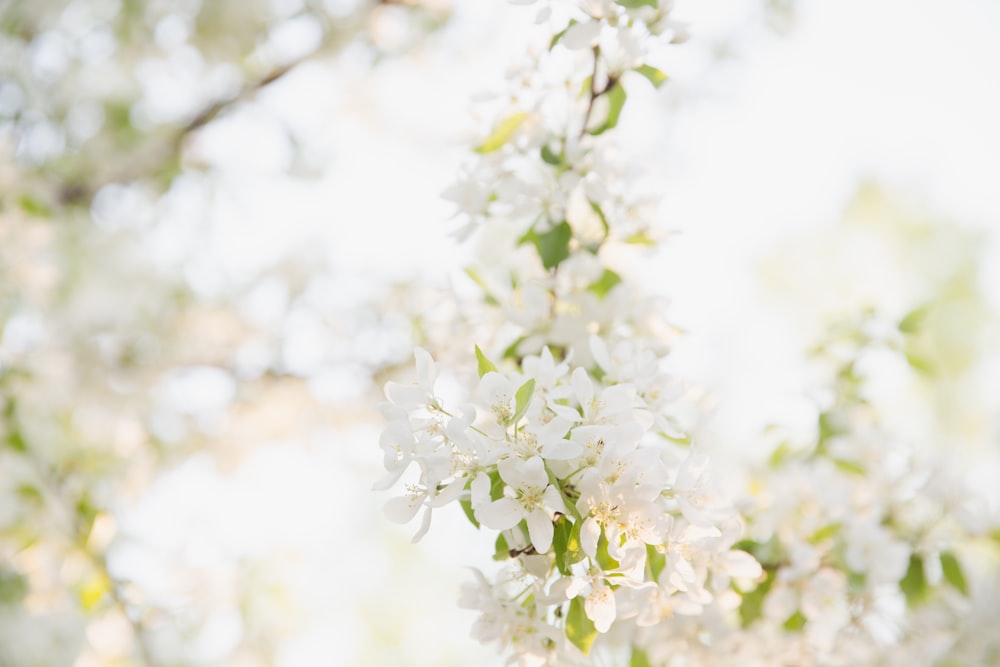 flores de pétalos blancos