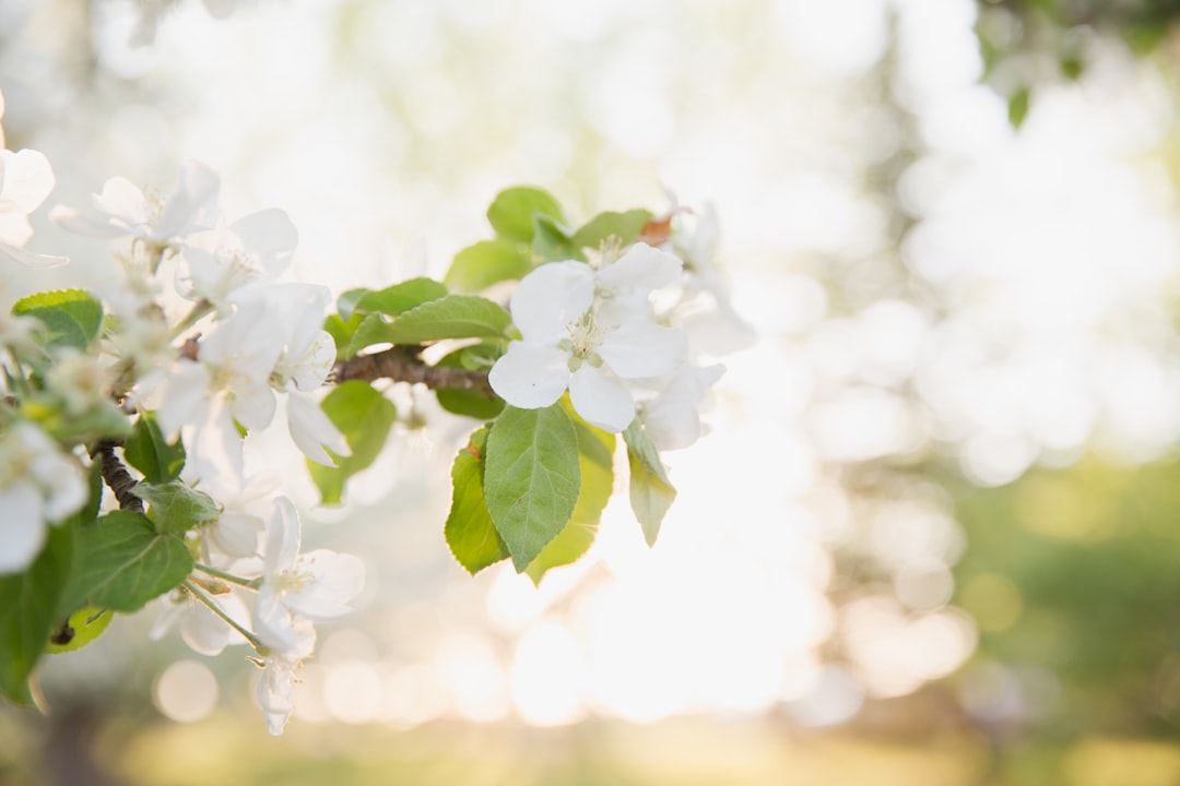 shallow focus photo of white flowers