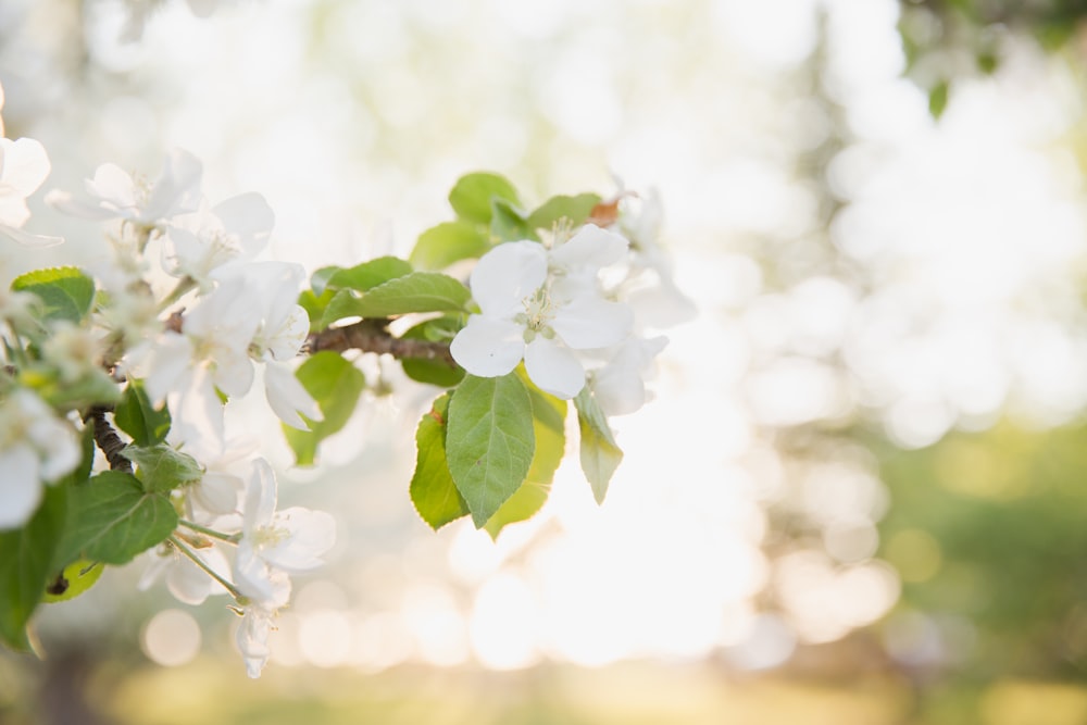 foto de foco raso de flores brancas