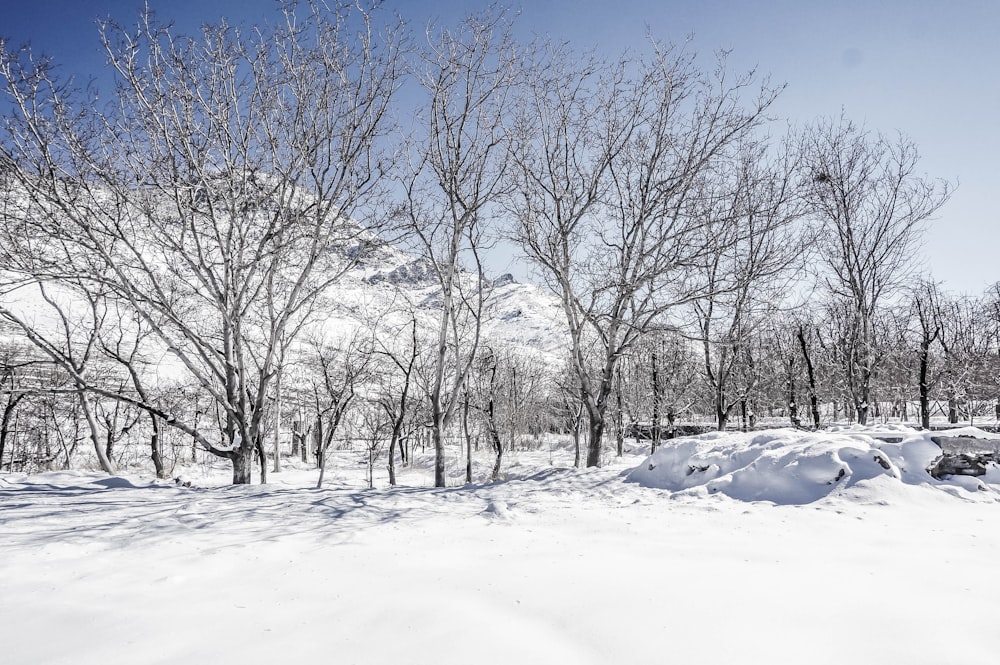 bare tree on snowfield