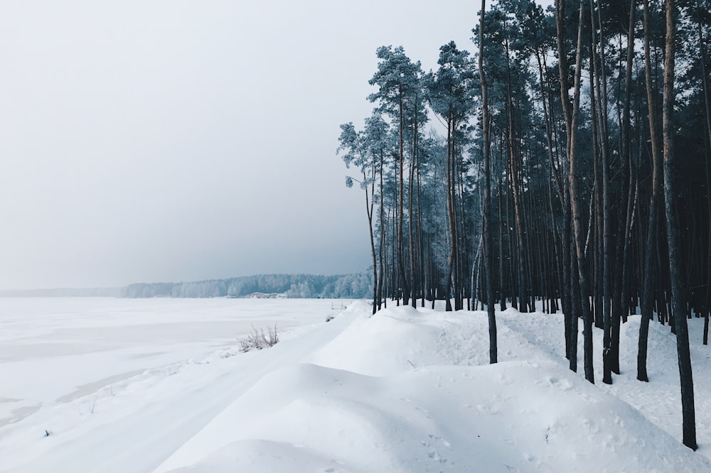 snowytrail during daytime