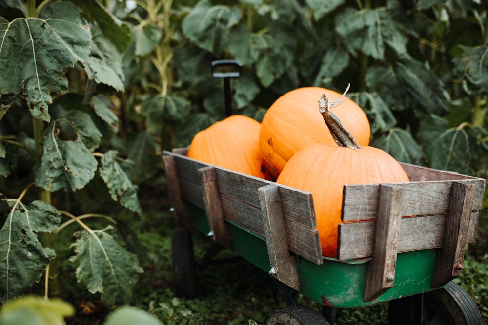 three pumpkins on brown wooden wagon