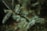 selective focus photography of green leafed plant