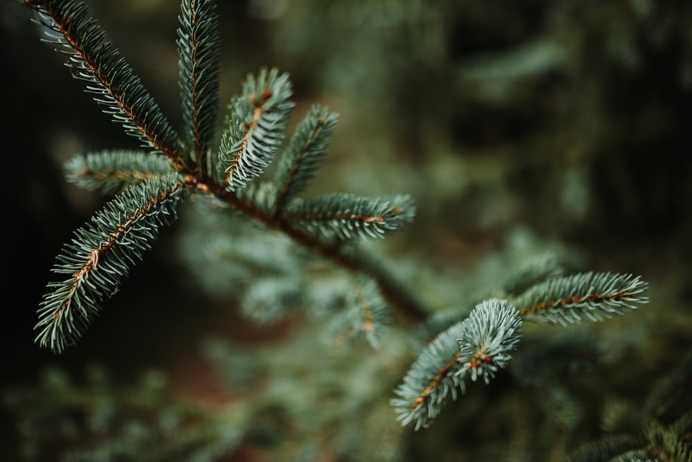 selective focus photography of green leafed plant