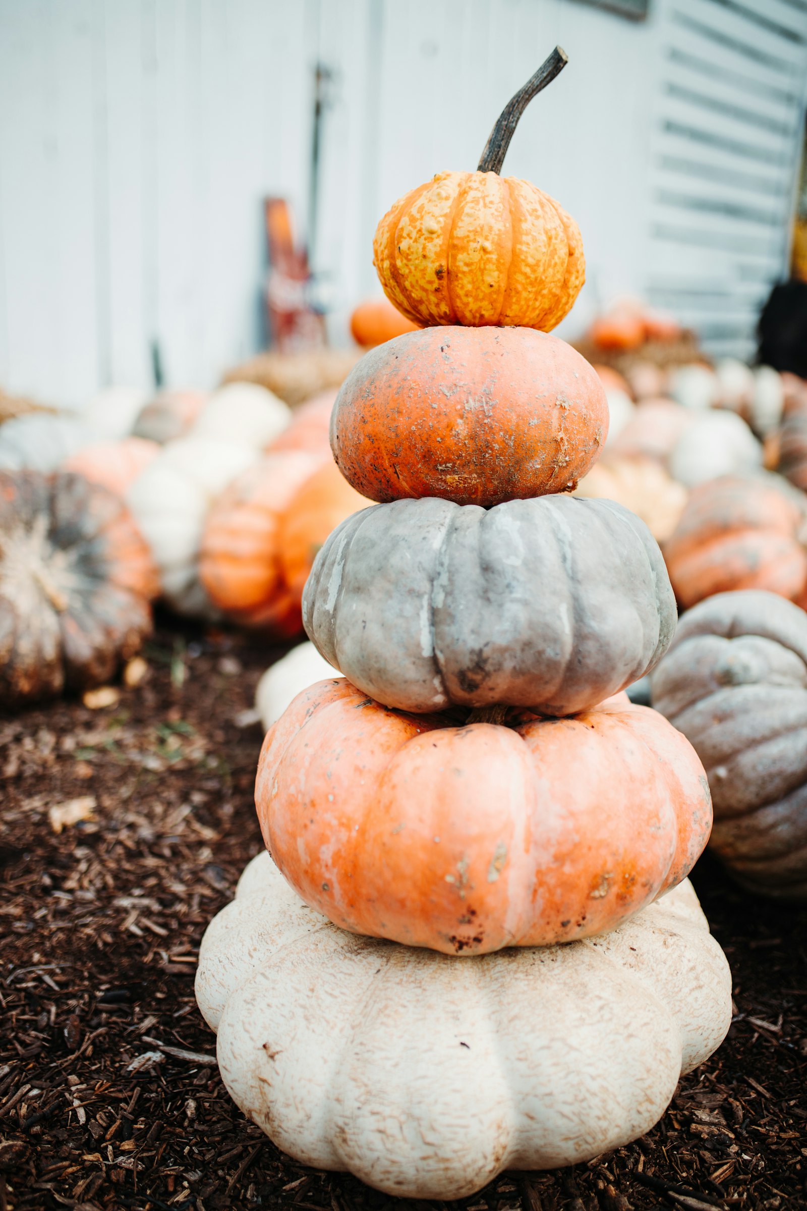 Canon EOS 6D Mark II + Sigma 35mm F1.4 DG HSM Art sample photo. Pumpkin vegetable lot photography