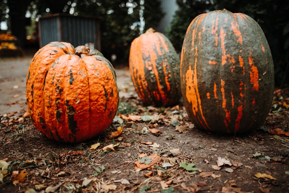 three orange-and-green pumpkins