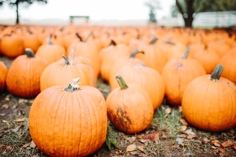 low-angle photography of pumpkins on ground