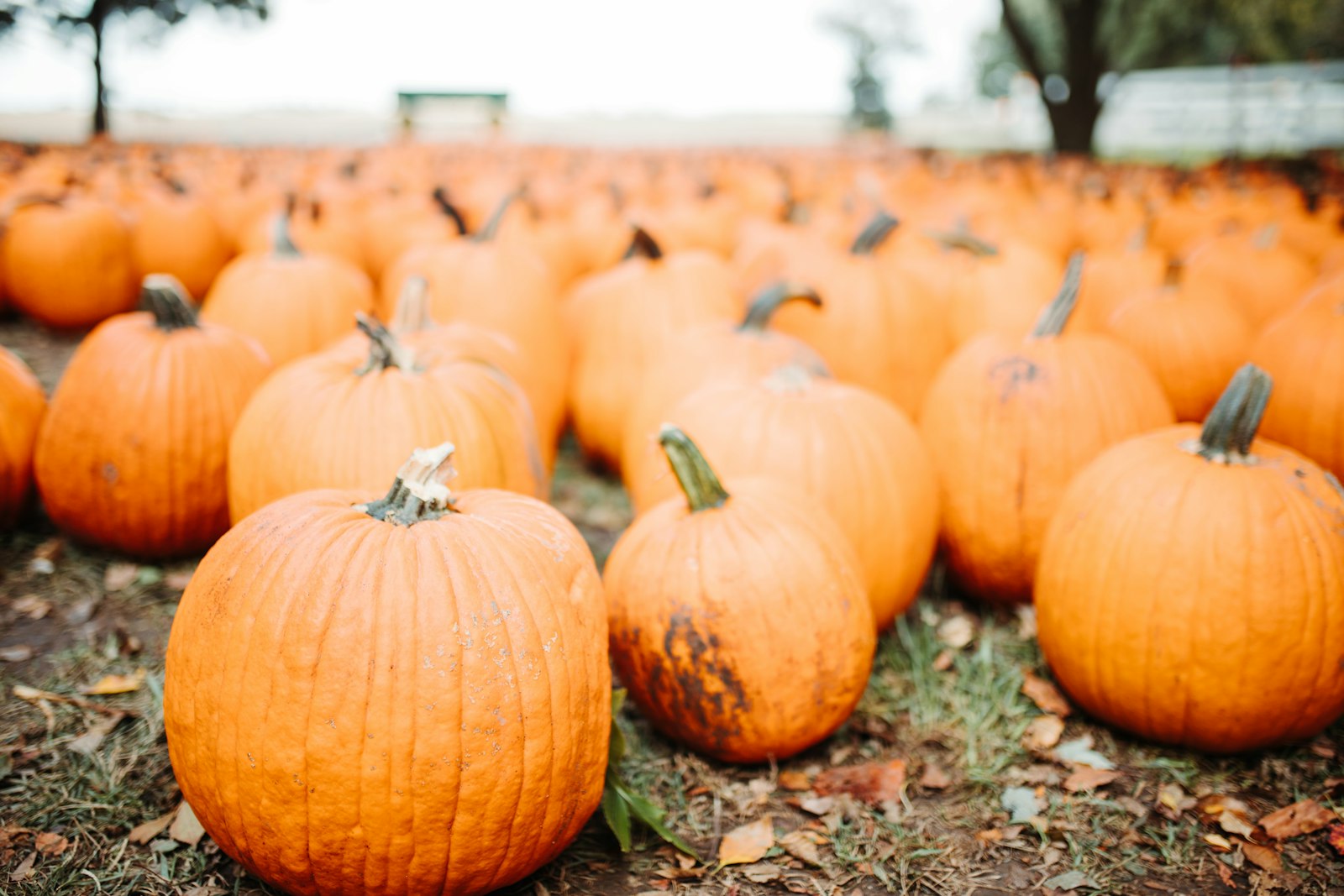 Canon EOS 6D Mark II + Sigma 35mm F1.4 DG HSM Art sample photo. Low-angle photography of pumpkins photography