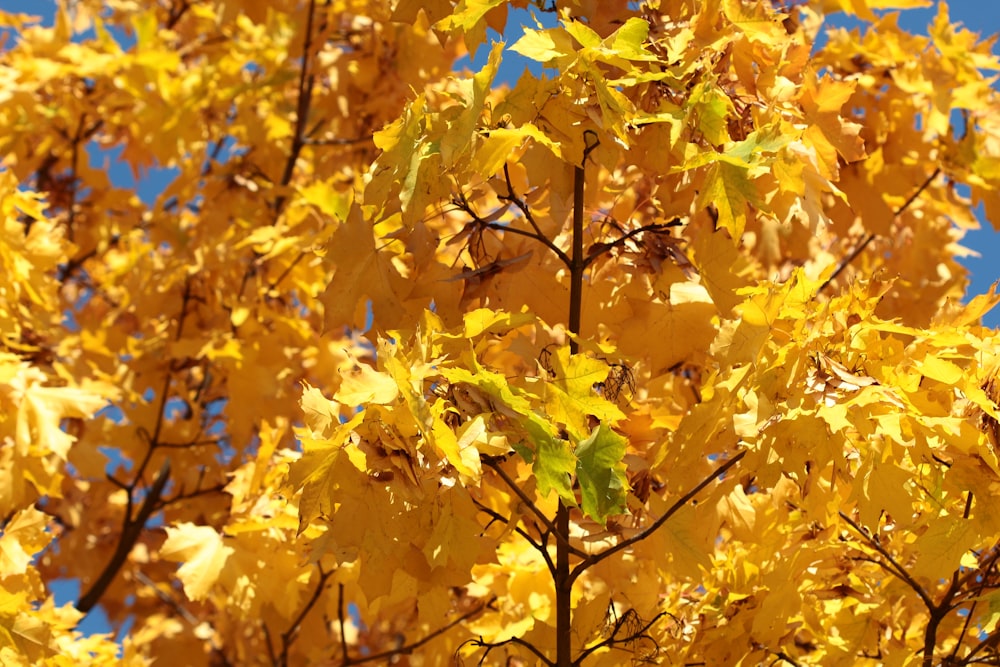 yellow leaves tree