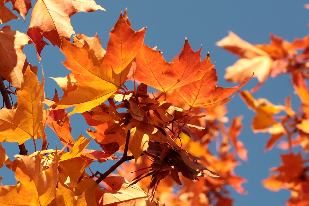 red maple leaf during daytime