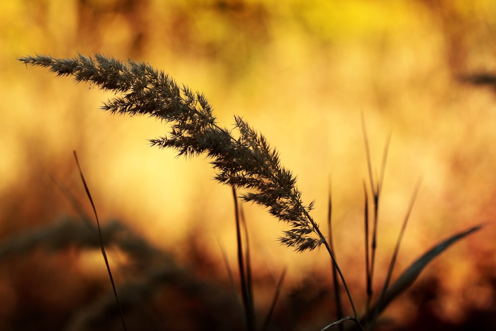 selective focus photography of grass