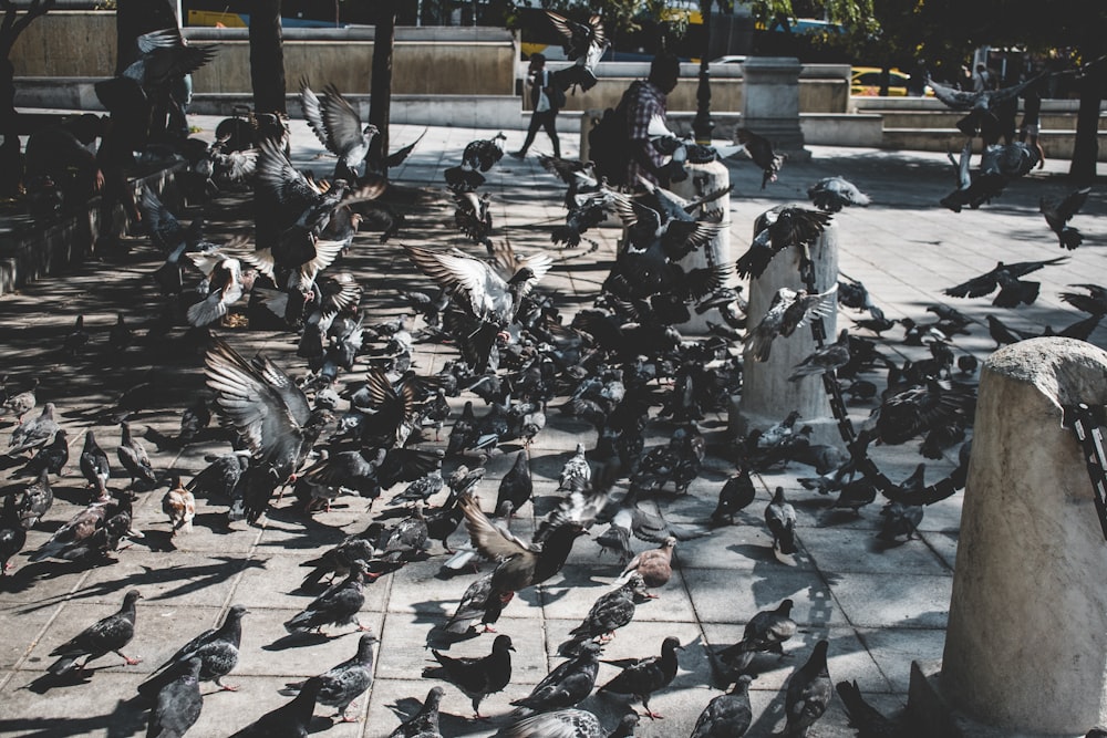 pigeons flocking at the park with sitting person