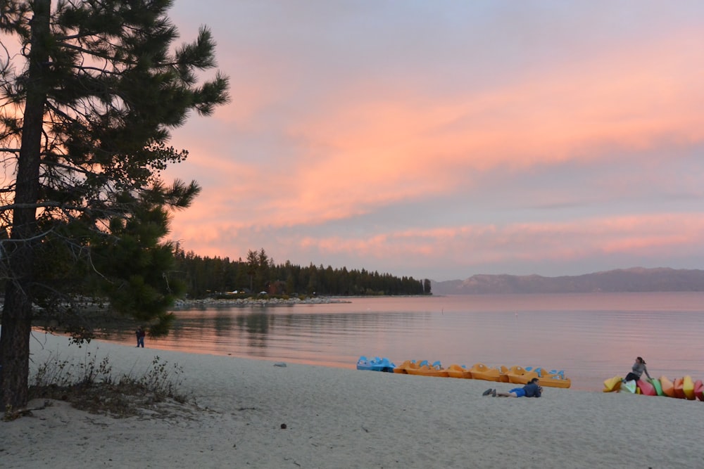 trees on seashore