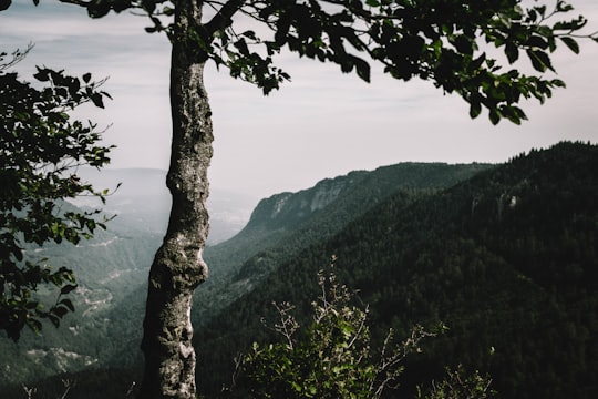 gray and green tree in mountain during daytime in Creux Du Van Switzerland