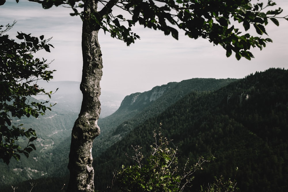 gray and green tree in mountain during daytime