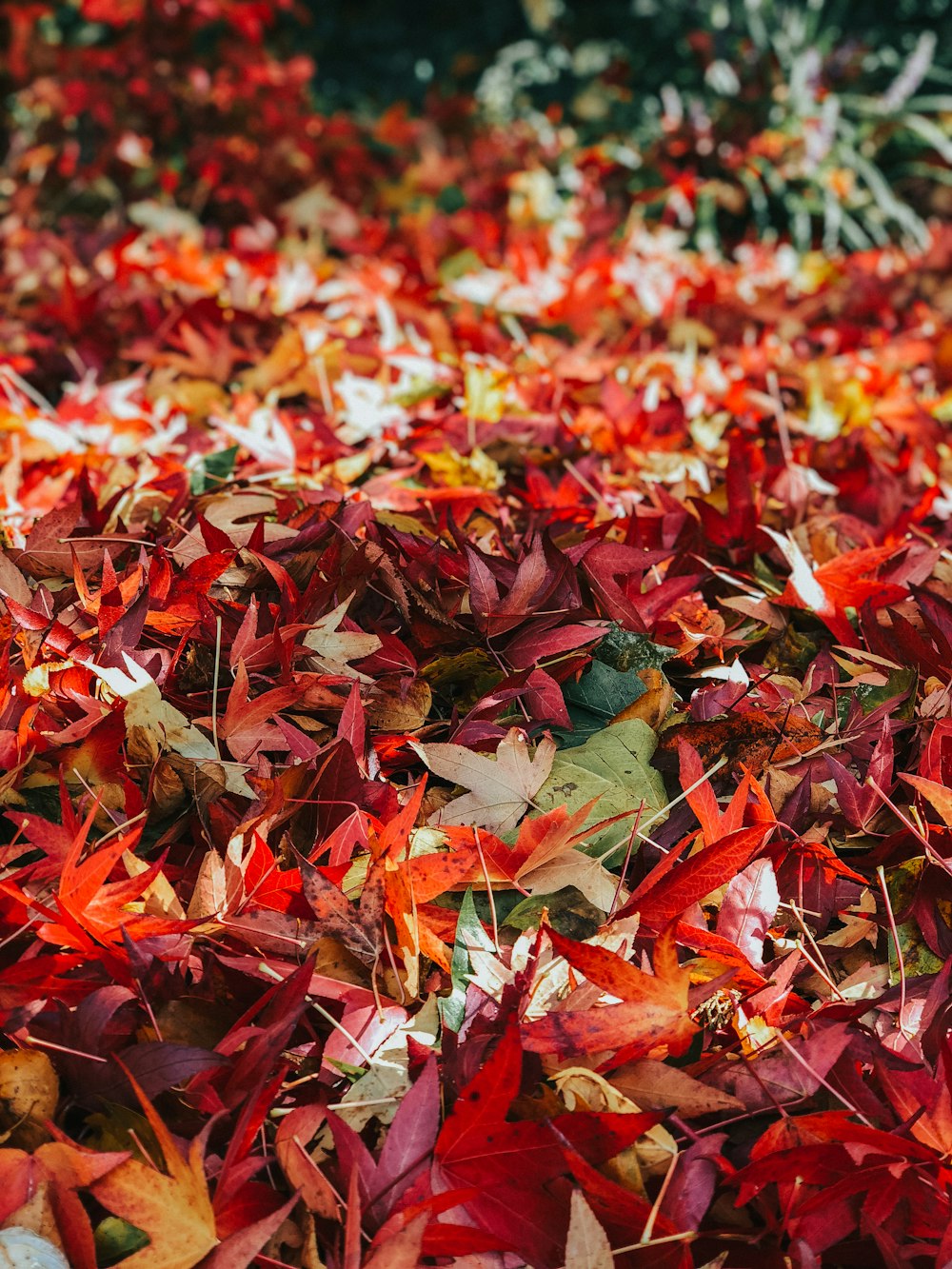 red-leafed plant during daytime