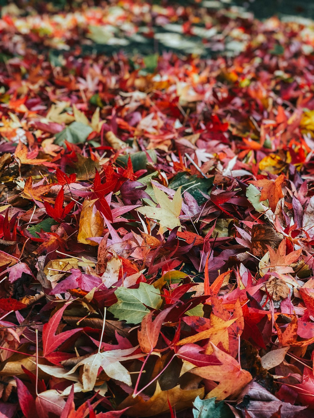 Photographie sélective de feuilles d’érable sur le sol