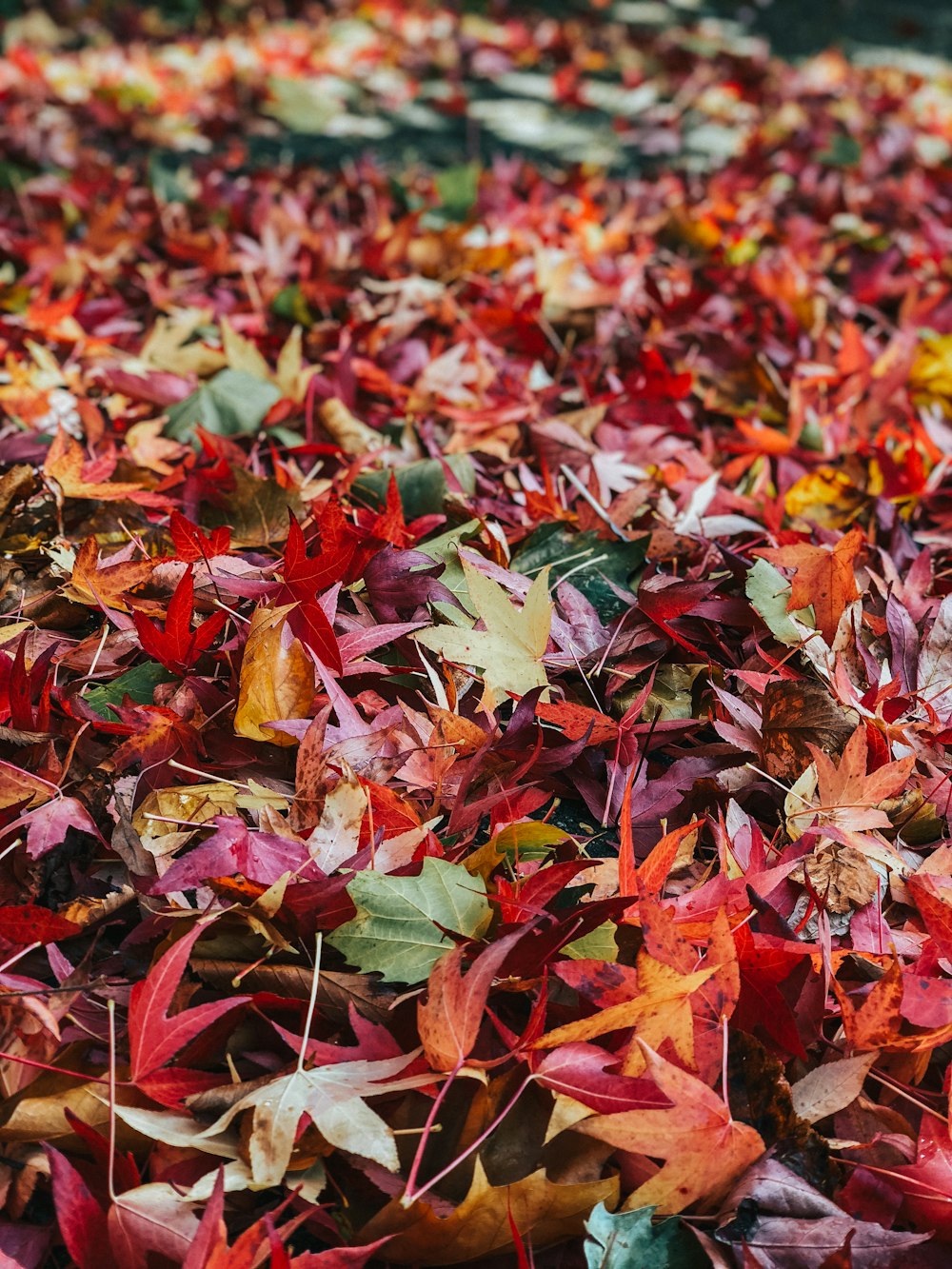 selective focus photography of maple leaves on ground