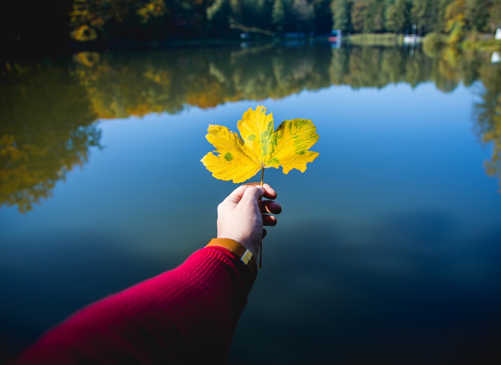 yellow maple leaf