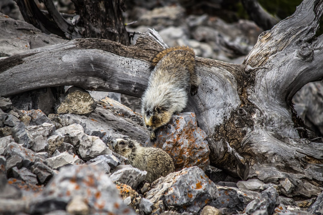 Wildlife photo spot Banff National Park Improvement District No. 9