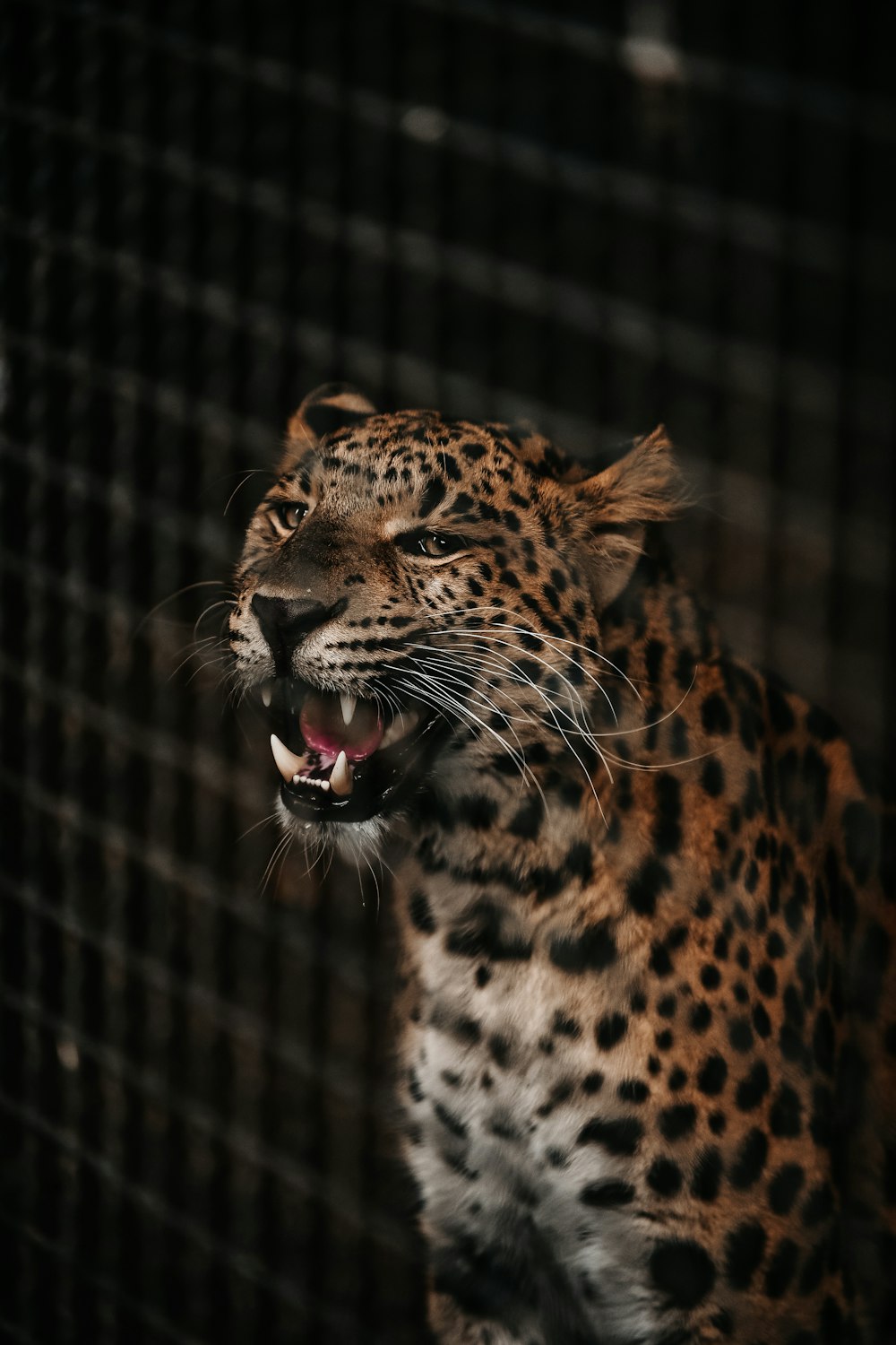 Jaguar orange, blanc et noir