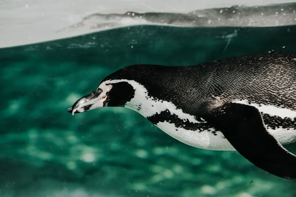 black and white penguin