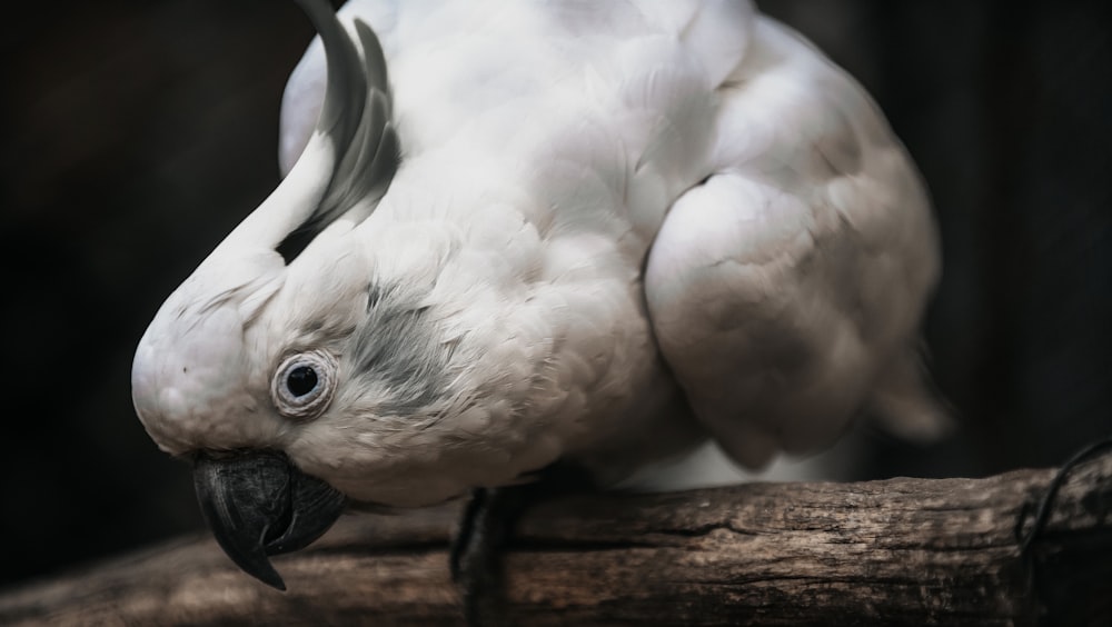 Pájaro Blanco