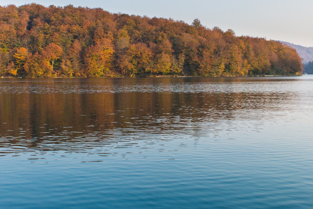 a large body of water surrounded by trees