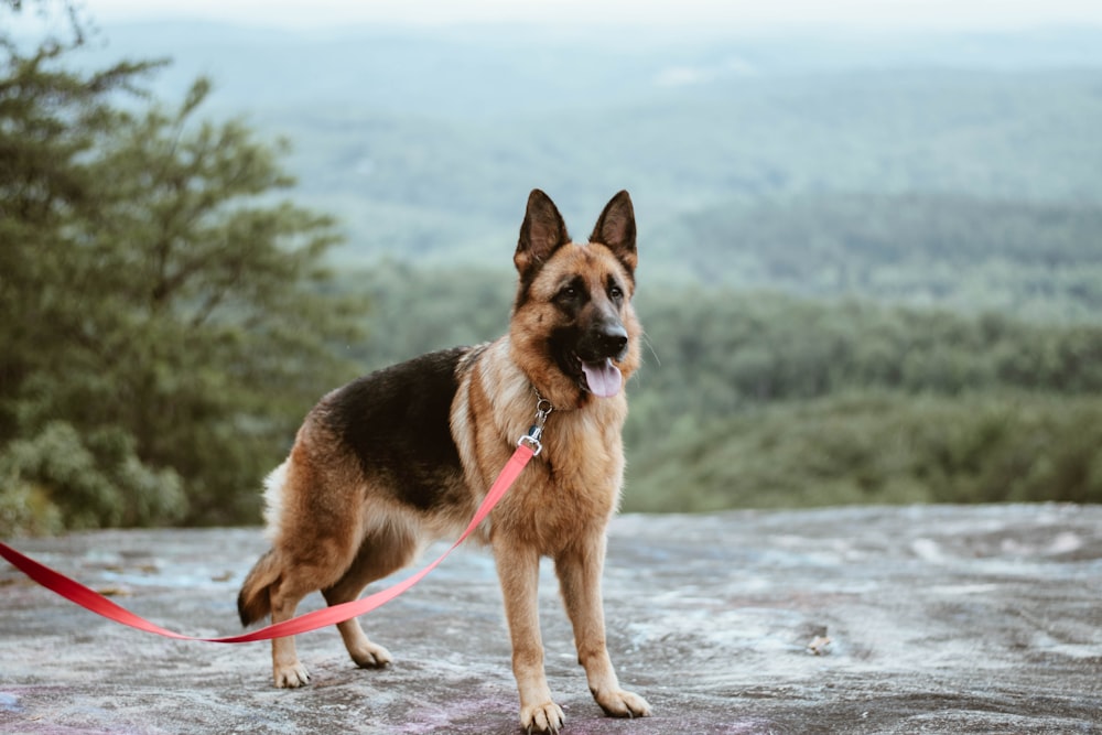 standing tan and black German shepherd dog