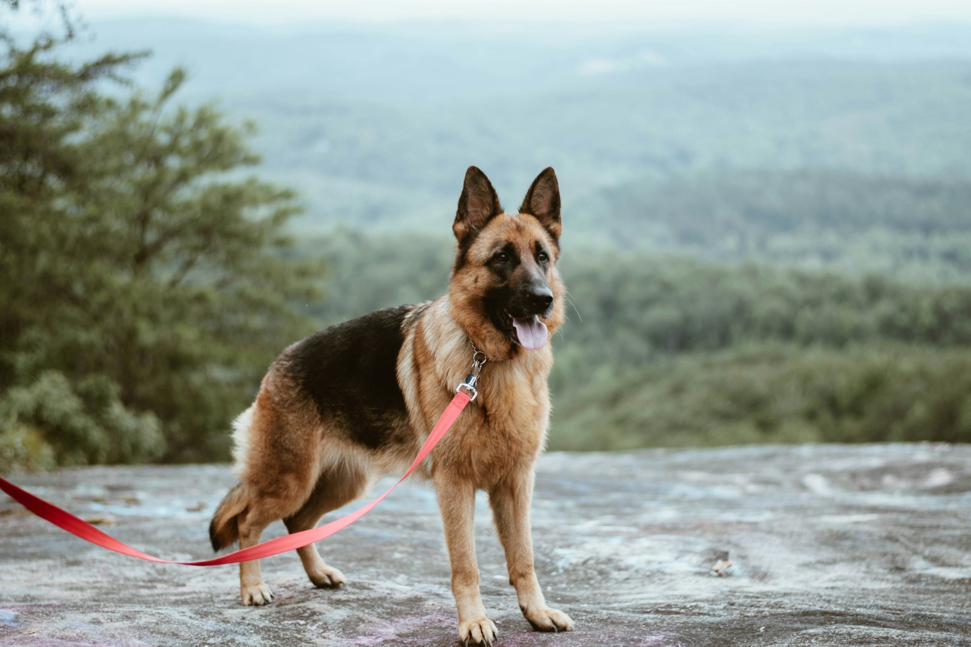 This was my dog, Kiera. She was always down for adventure and never let me slow down. I love this photo because it’s from a very special place and she makes it a lot more special.