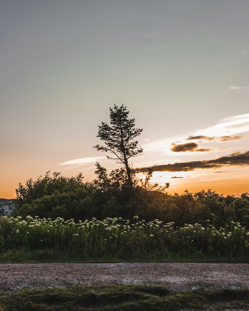 grünes Gras und Baum