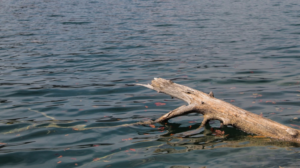 wood log in body of water