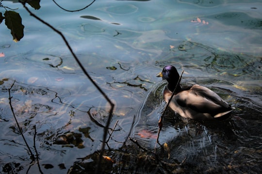 mallard duck in body of water in Plitvice Lakes National Park Croatia