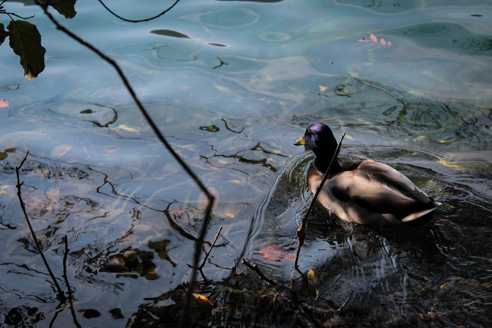 mallard duck in body of water