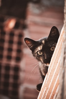 A close-up of Oakland’s wet nose and curious eyes peeking from behind a couch
