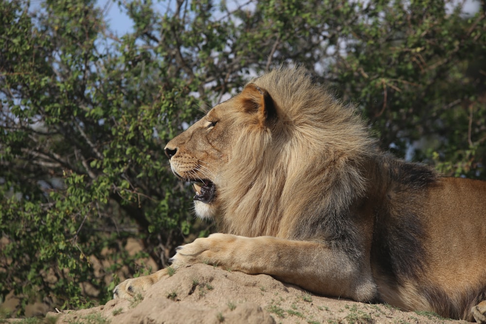 male lion lying on rock near tree