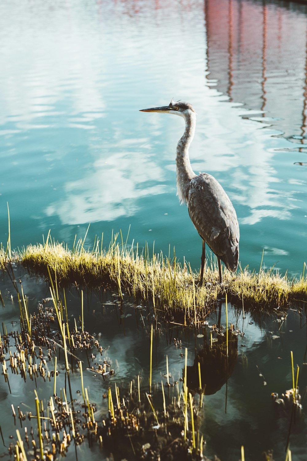 gray long-beaked bird