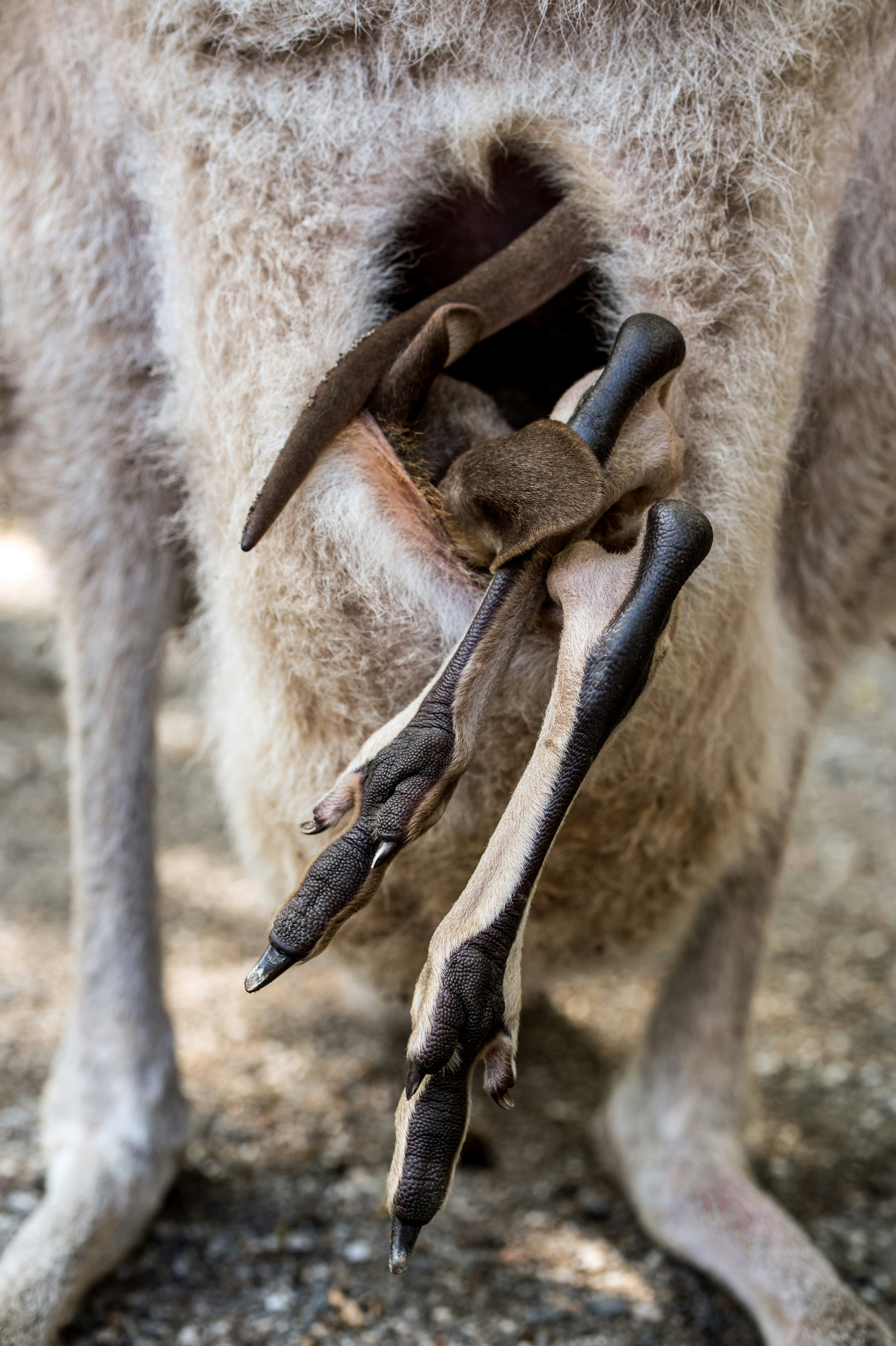 animal having a baby