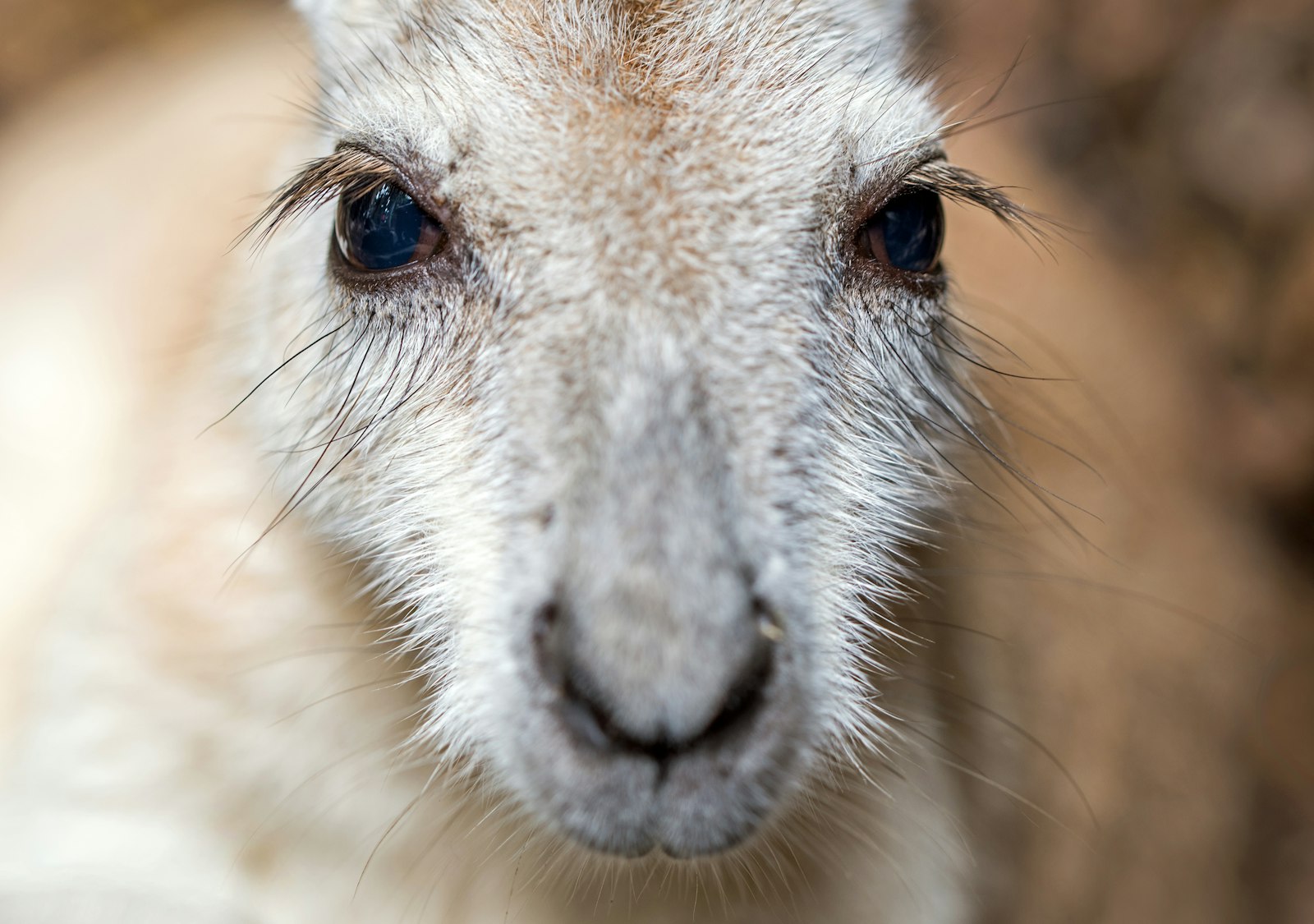 Tamron SP 90mm F2.8 Di VC USD 1:1 Macro (F004) sample photo. Close-up photography of kangaroo photography