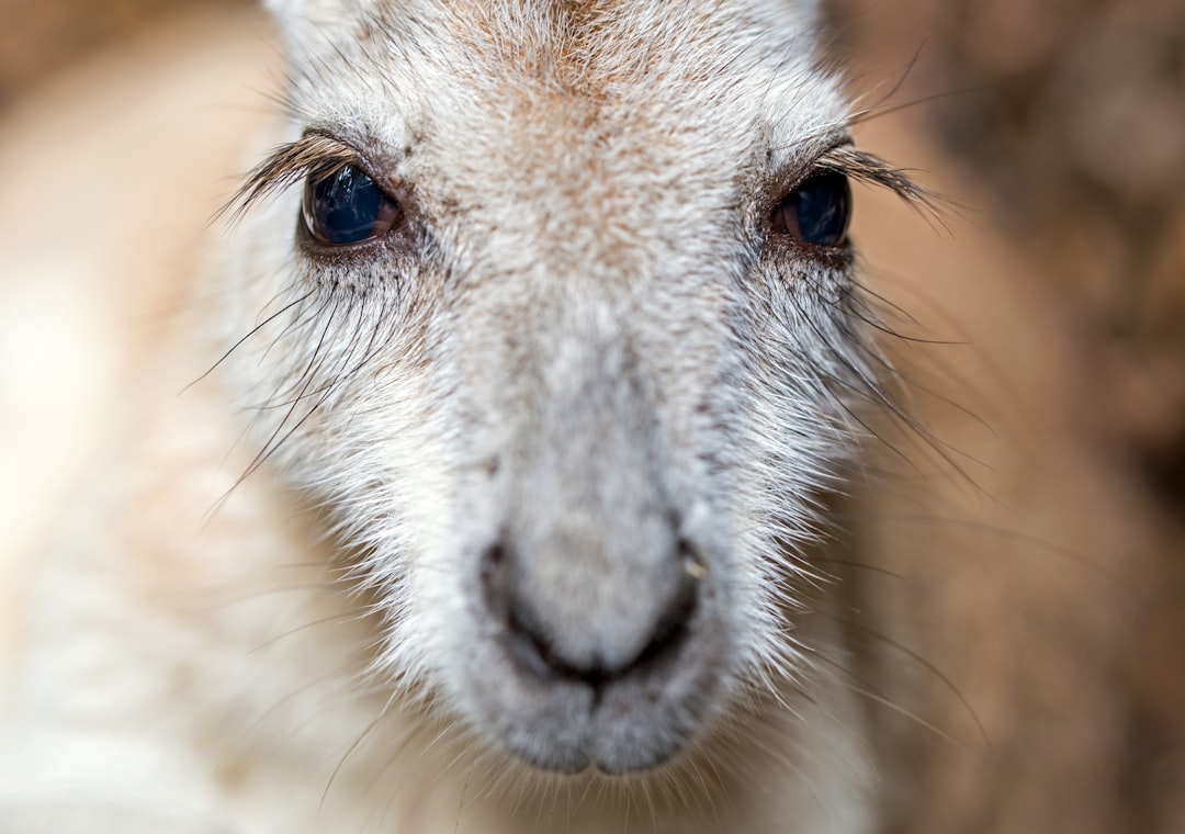 A macro photo of the eyes and cute face of a Northern Nail-tail Wallaby. Wildlife habitat, Port Douglas, Queensland, Australia.