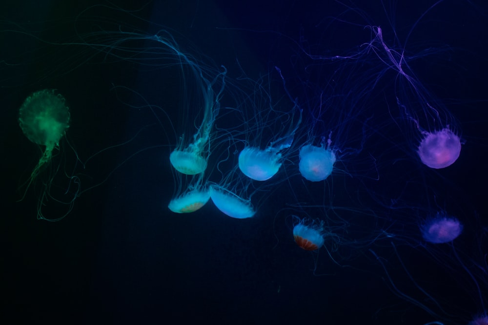 blue jellyfish on focus photography