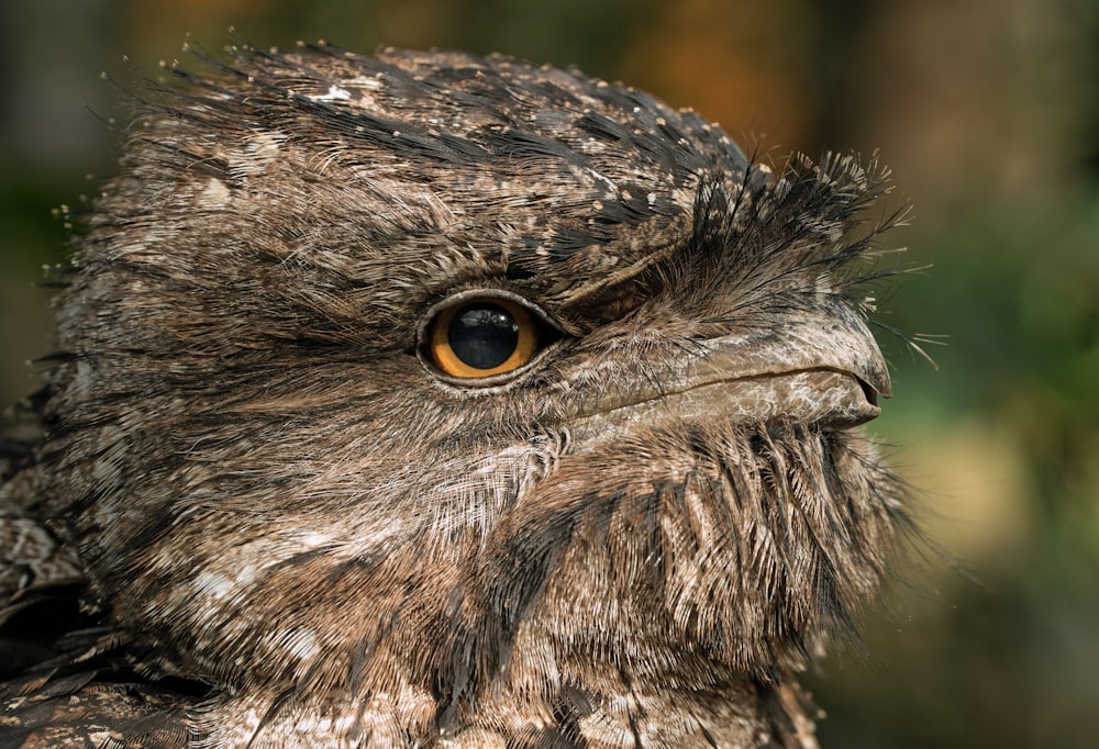 gray bird in close-up photo